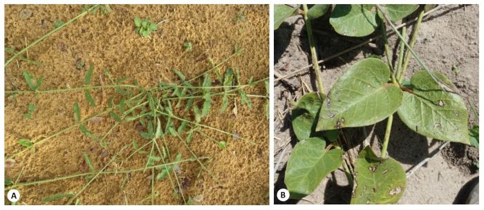 Orthanthera jasminiflora. A, stems extensively spreading, sparsely branched. B, opposite leaves. (Photos iNaturalist)