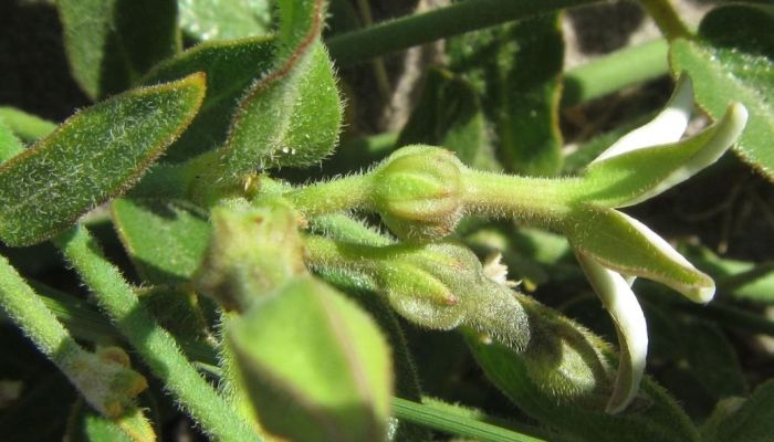 Orthanthera jasminiflora, stem, leaves and flowers, note the hairiness on these parts (Photo iNaturalist)