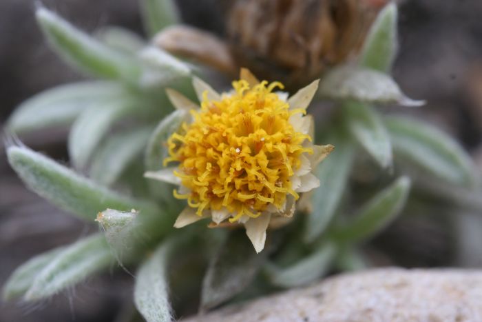 Achyranthemum sordescens, flowerhead showing florets, and leaves showing long fine white hairs. (Photo Nicola Bergh)