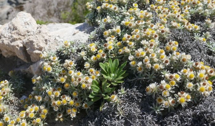 Achyranthemum sordescens, display of flowers on rocky sand dunes. (Photo Vathiswa Zikishe)