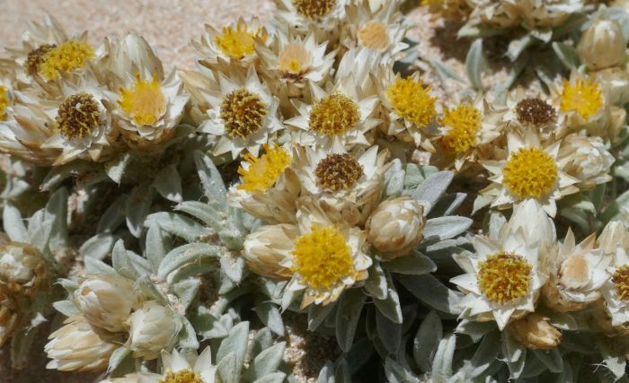 Achyranthemum sordescens, flowers in different stages. (Photo Vathiswa Zikishe)