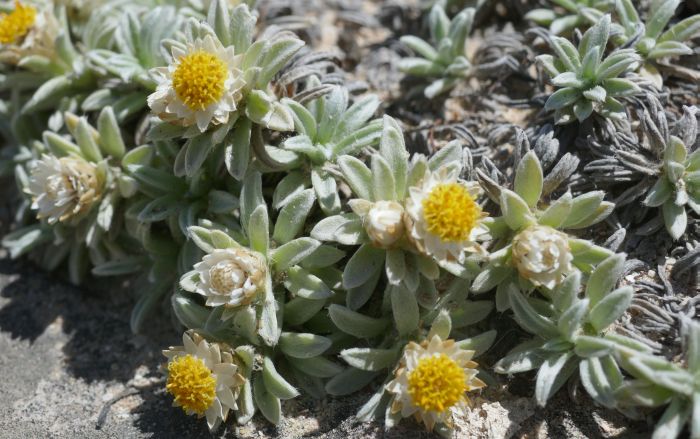 Achyranthemum sordescens, showing striking leaf shape and low-lying flowers. (Photo Vathiswa Zikishe)