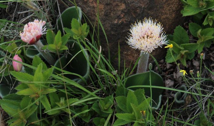 Haemanthus humilis subsp. hirsutus (Photo Tony Rebelo)