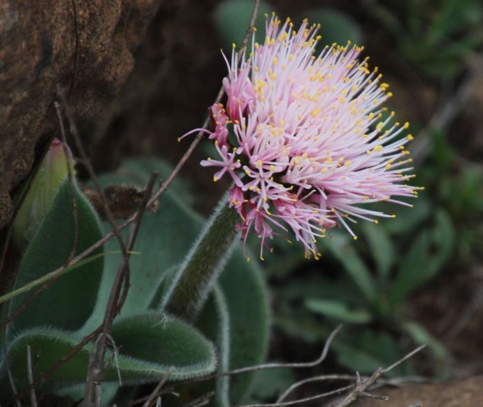 Haemanthus humilis subsp. hirsutus (Photo Tony Rebelo)