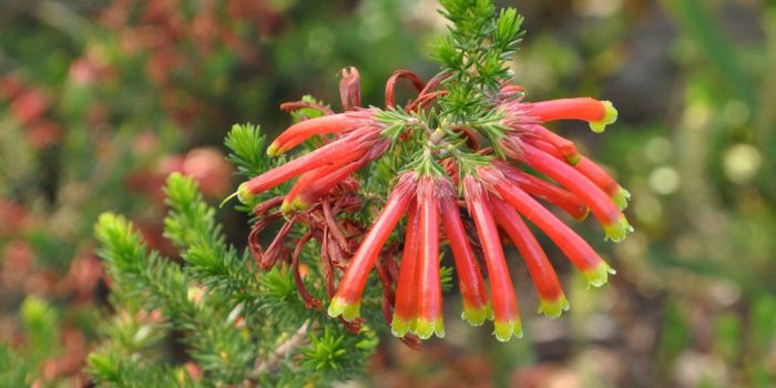 Erica unicolor subsp. georgensis  (Photo Alice Notten)