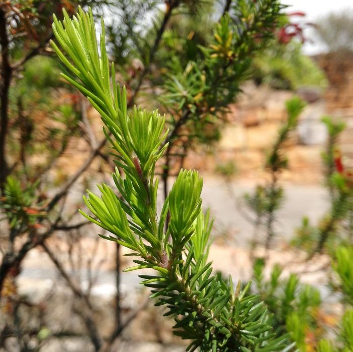 Erica unicolor subsp. georgensis, leaves.