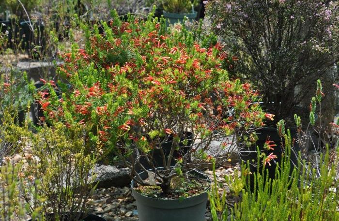 Erica unicolor subsp. georgensis, growing in a pot, Kirstenbosch Collections Nursery. (Photo Alice Notten)