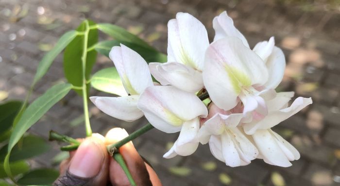 Craibia brownii, flowers.