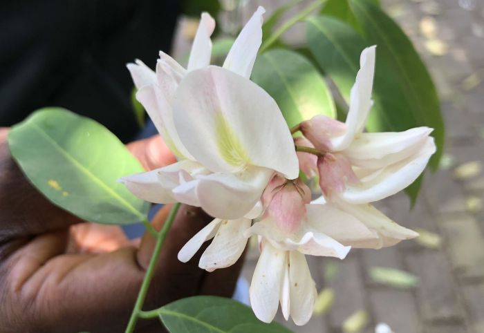 Craibia brownii, flowers.