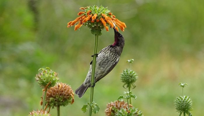 Leonotis ocymifolia, and Amethyst Sunbird (male).