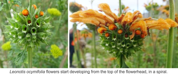 Leonotis ocymifolia, flowerheads.