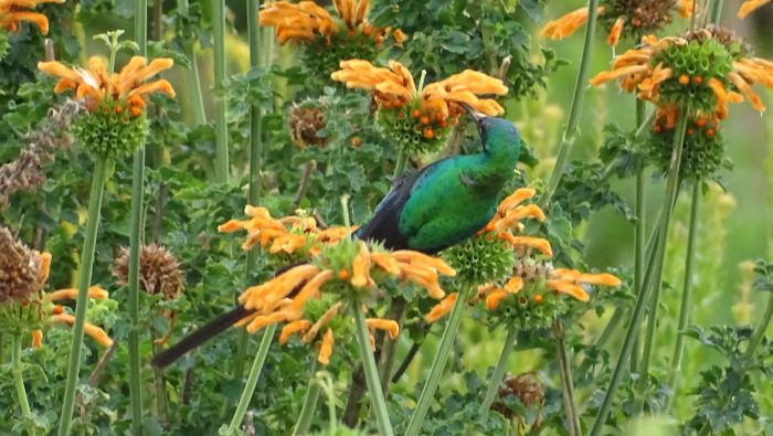 Leonotis ocymifolia, and Malachite Sunbird (male).