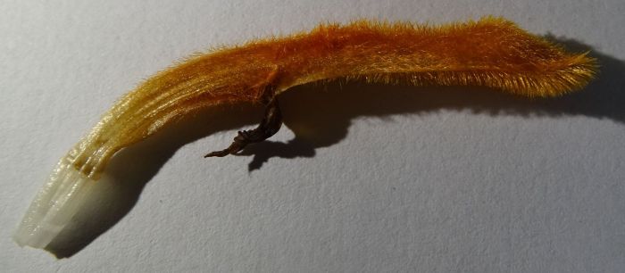 Leonotis ocymifolia, a single flower, showing hairiness.