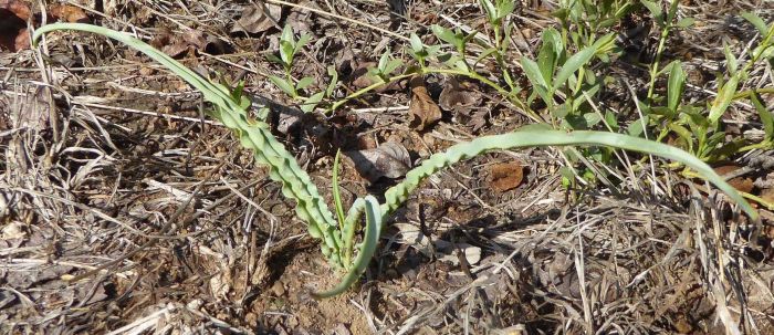 Ledebouria atrobrunnea, growing in habitat.