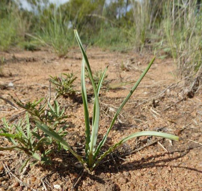 Ledebouria atrobrunnea, growing in habitat.