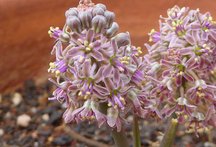 Ledebouria atrobrunnea