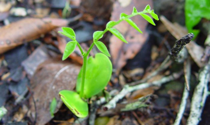 Erythrophleum lasianthum seedling. Photo Geoff Nichols