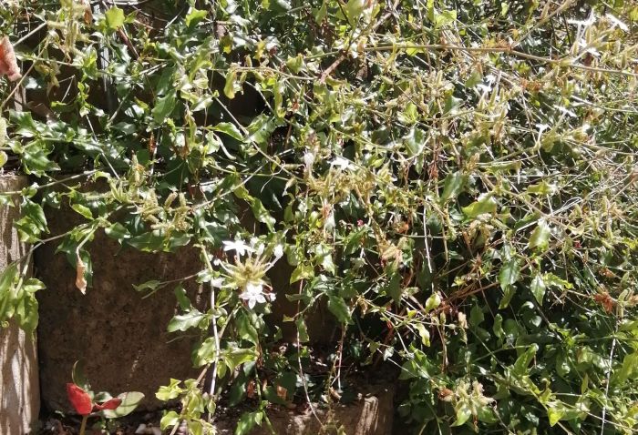 Plumbago zeylanica scrambling over a retaining wall. (Photo Cherise Viljoen)