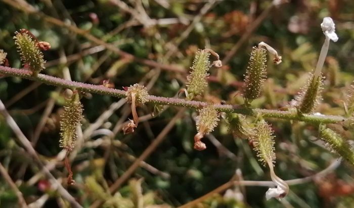 Plumbago zeylanica fruits. (Photo Cherise Viljoen)