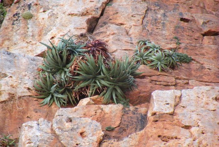 Two clusters of Aloe dabenorisana on the Dabenorisberg, Bushmanland, N. Cape. Note the Conophytum sp. in the left hand corner and Tylecodon sulphureus var. armianus on the right hand side, both obligatory cliff-dwelling plants.