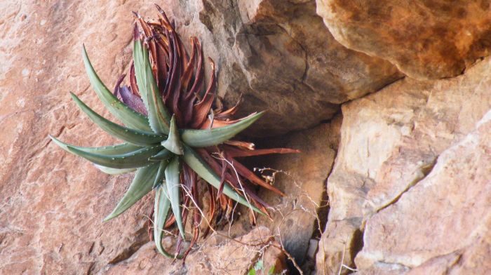 A solitary head of Aloe dabenorisana on a south-facing cliff of Dabenorisberg. 