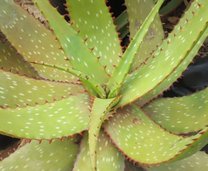 Aloe framesii, leaves in a rosette.