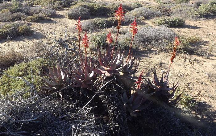 Aloe framesii, in flower in habitat.