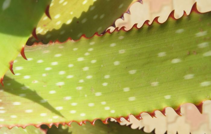 Aloe framesii, a leaf showing reddish-brown teeth.