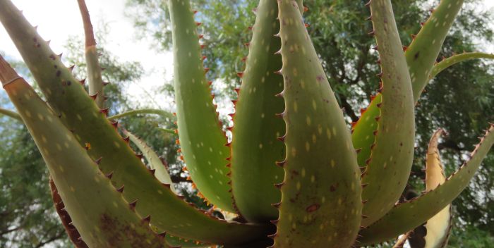 Aloe framesii, underside of the leaves.