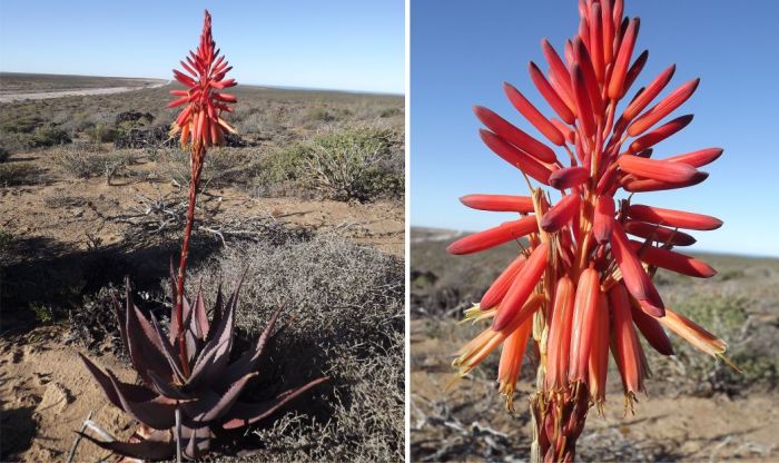 Aloe framesii, in flower in habitat.