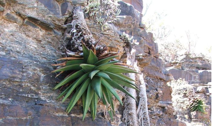 Aloe pavelkae drooping from a Hunsberg cliff southern Namibia. Note the  persistent dry leafy skirt surrounding the stems. 