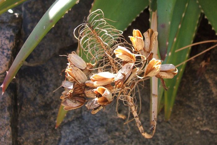 Aloe pavelkae in fruit in habitat, on a sheer cliff on the Hunsberge.