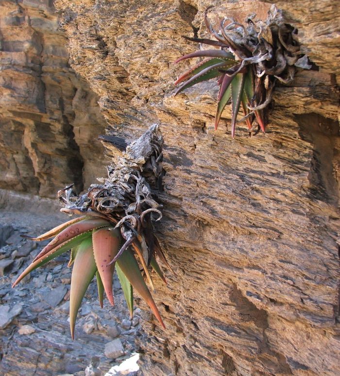 Aloe pavelkae drooping from a Hunsberge cliff southern Namibia. 