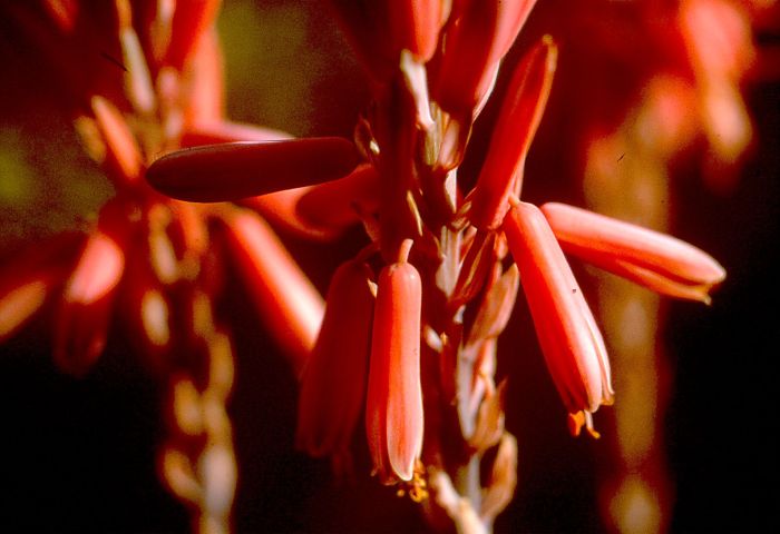 Close-up of the flower head of Aloe omavandae at Omavanda, growing on a south-facing cliff (northern Namibia)