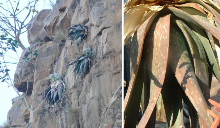 Aloe omavandae on a south-facing sandstone cliff and a close-up of the rosette, Omavanda Mountains, northern Namibia.