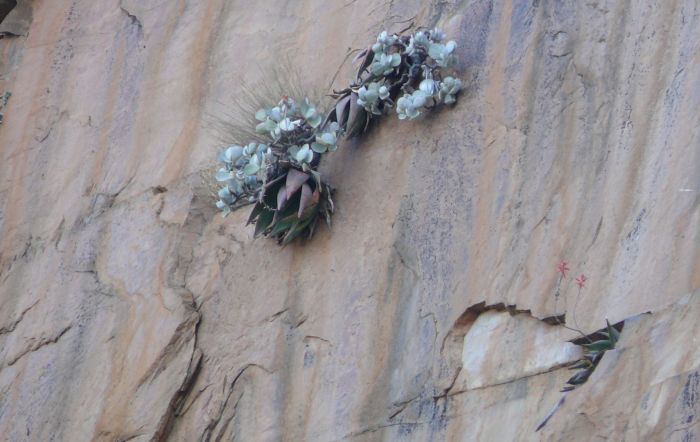 Aloe omavandae growing on a sheer rock face sharing its habitat with Cotyledon orbiculata var. orbiculata.