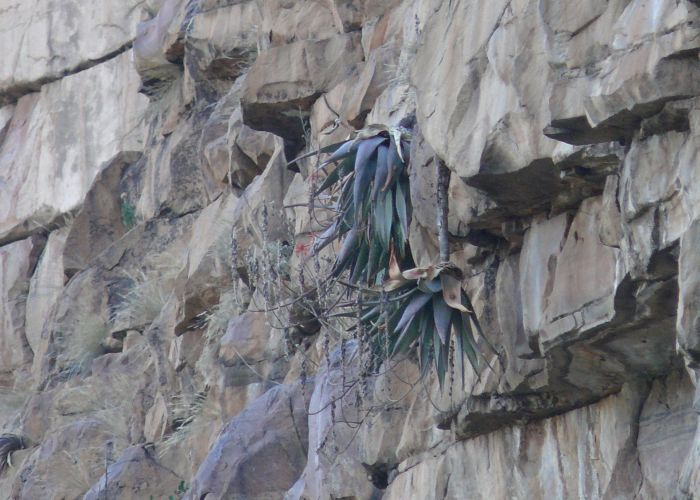 Aloe omavandae in fruit on a sheer cliff at Omavanda, northern Namibia.