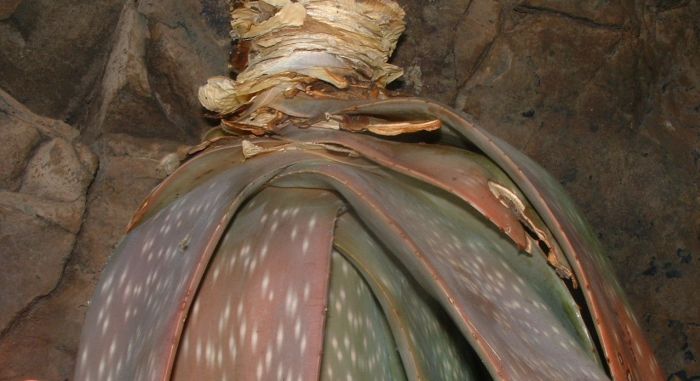 Close-up of basal part of the rosette of Aloe omavanda. 