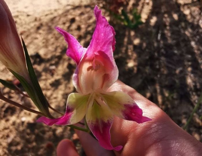 Close up of pink flower of Gladiolus venustus (Photo Annerie Senekal)