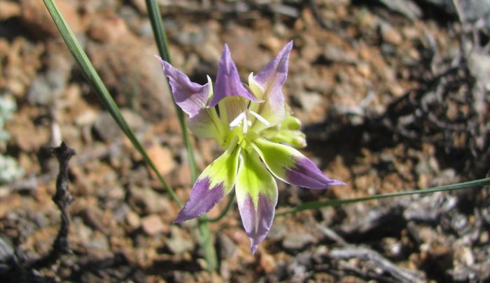 A purple flower and leaves of Gladiolus venustus (Photo Lize Labuscagne)