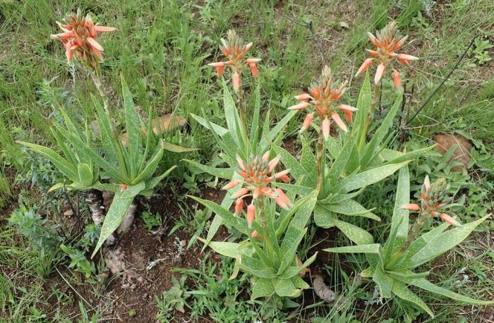 Aloe neilcrouchii in flower. (Photo Peter Warren)