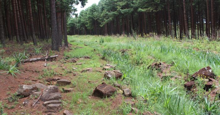 Aloe neilcrouchii, in habitat. (Photo Bathabile Ndlovu)