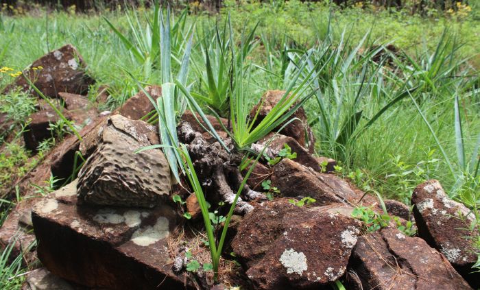 Aloe neilcrouchii, showing stem, in habitat. (Photo Bathabile Ndlovu)