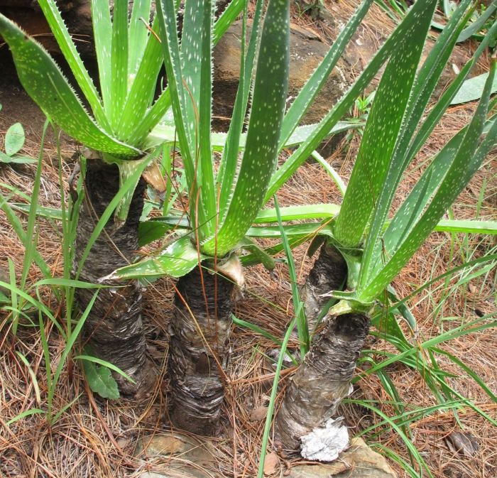 Aloe neilcrouchii, showing stems, in habitat. (Photo Isobel Johnson)