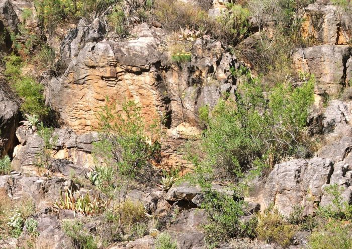 A north-facing cliff, habitat of Aloe kouebokkeveldensis , plants can be seen in the background.