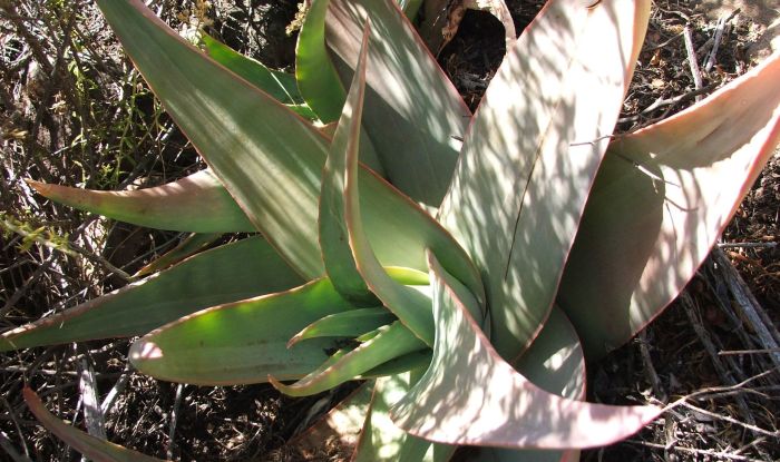 Close-up of a rosette of Aloe kouebokkeveldensis, note the small teeth.