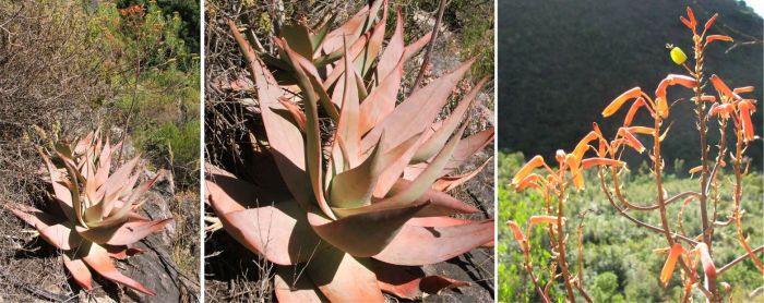 A group of Aloe kouebokkeveldensis in flower growing on a sandstone cliff along the Theerivier, Western Cape, and a close-up of the leaves and the flower head.