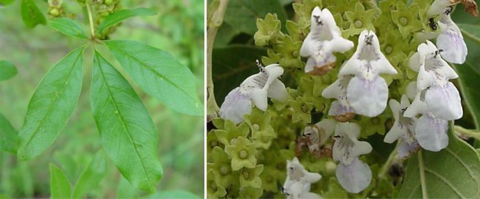 Vitex rehmannii, a leaf and flowers. (Photos Geoff Nichols)