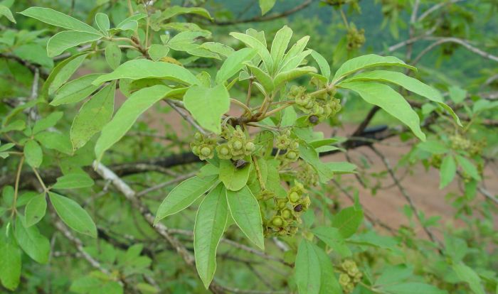 Vitex rehmannii, developing fruits. (Photo Geoff Nichols)