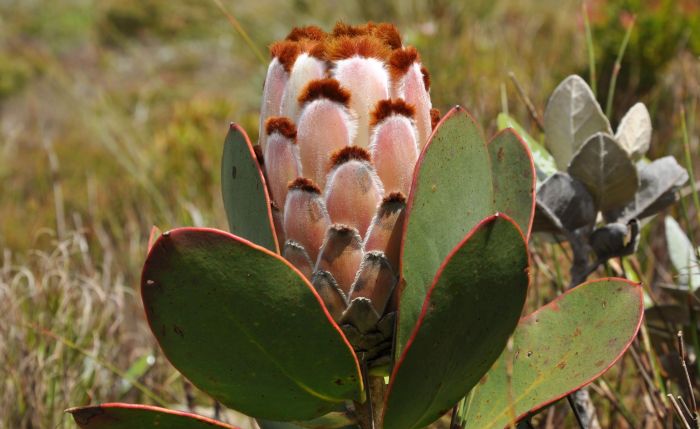 Protea speciosa, in habitat, Constantiaberg. (Photo Alice Notten)